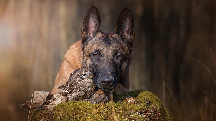 owl, dog breed, shepherd dog, moss, belgian shepherd, friendship, HD wallpaper
