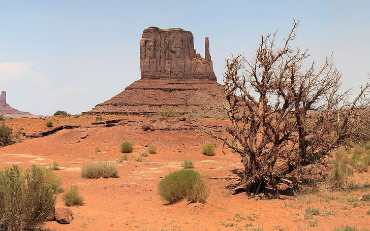 withered tree, desert, canyon, vegetation, drought, monument Valley