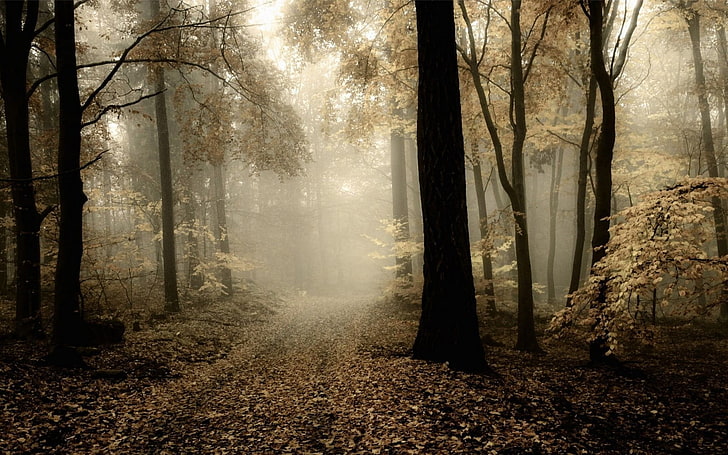tall trees, nature, landscape, forest, mist, path, leaves, fall, HD wallpaper