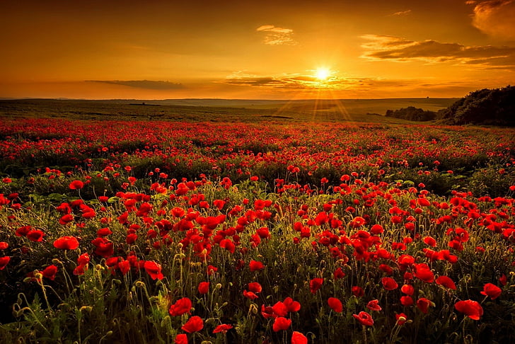 Flowers, Poppy, Earth, Field, Landscape, Red Flower, Sun, Sunbeam, HD wallpaper