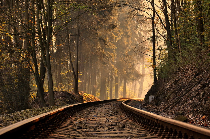 brown train rail, railway, trees, forest, nature, autumn, outdoors