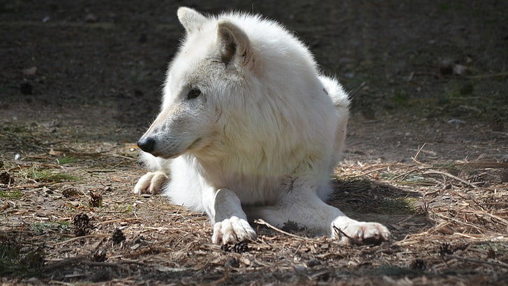 short-coated white dog, animals, nature, wolf, animal themes