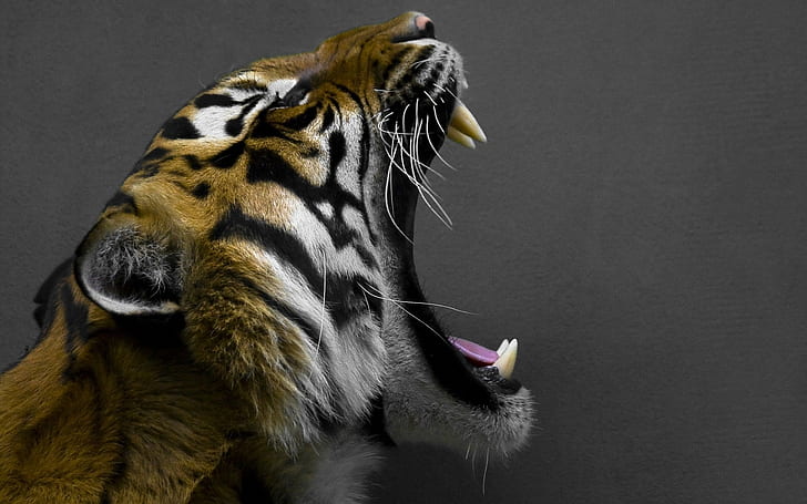 animals, roar, tiger, HD wallpaper