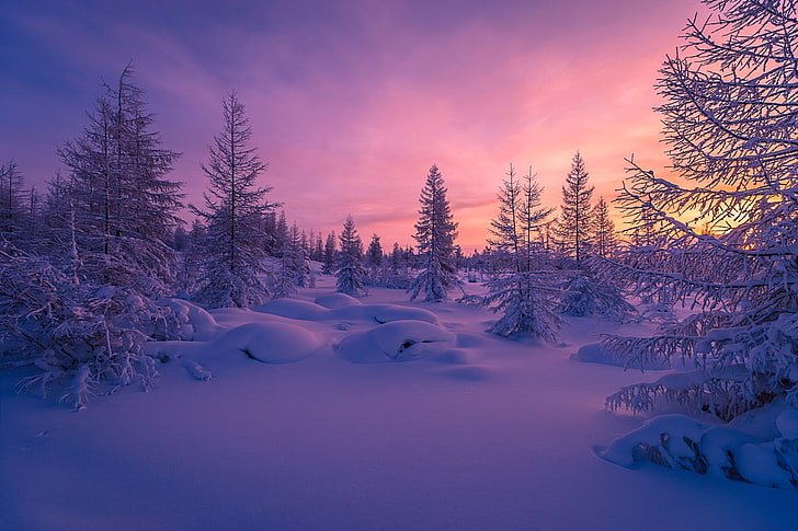 winter forest for desktop, snow, cold temperature, tree, tranquil scene