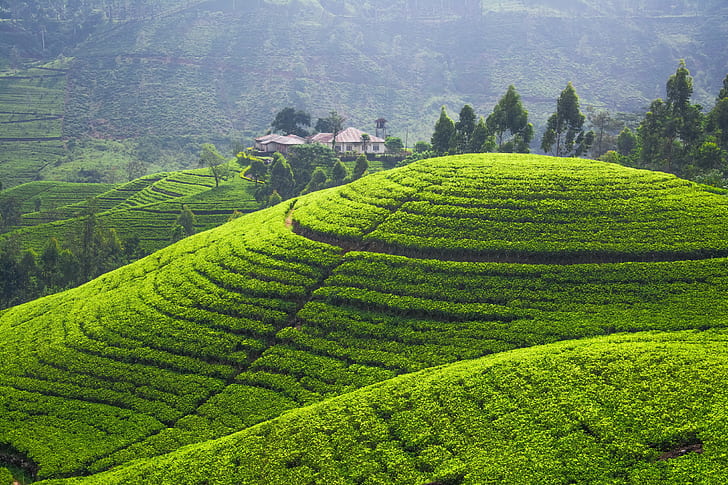 Tea plantation, fields, hills, greenery, plantation panorama, HD wallpaper