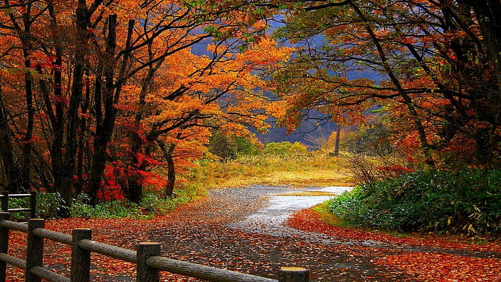 forest, leaves, autumn, nature