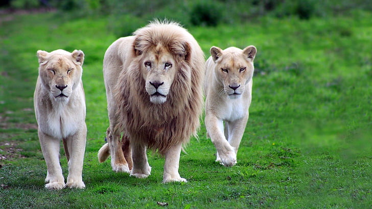 leo, animal, dog, lion, feline, canine, cat, mammal, domestic animal, HD wallpaper