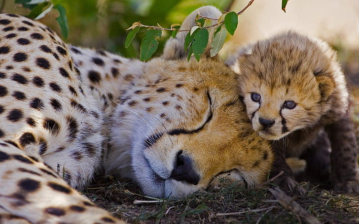 Cats, Cheetah, Baby Animal, Big Cat, Cub, Sleeping, Wildlife, HD wallpaper