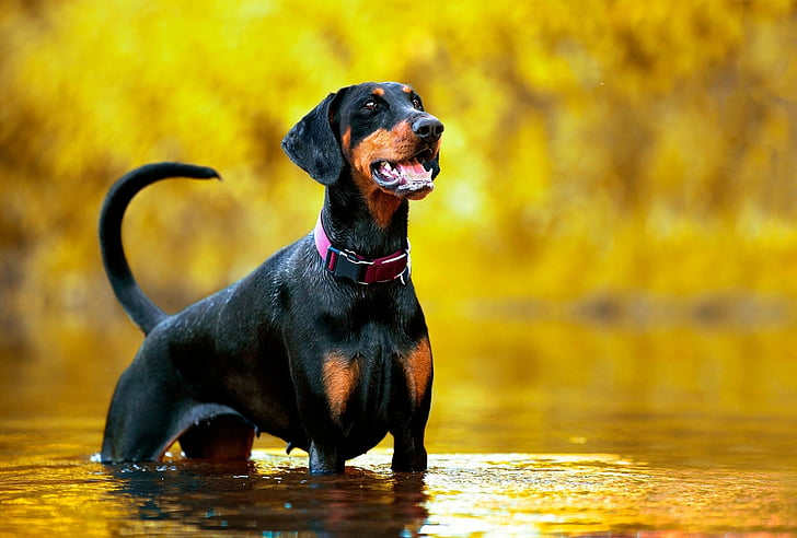 HD wallpaper: Dogs, Doberman Pinscher, Depth Of Field, Pet, Water |  Wallpaper Flare