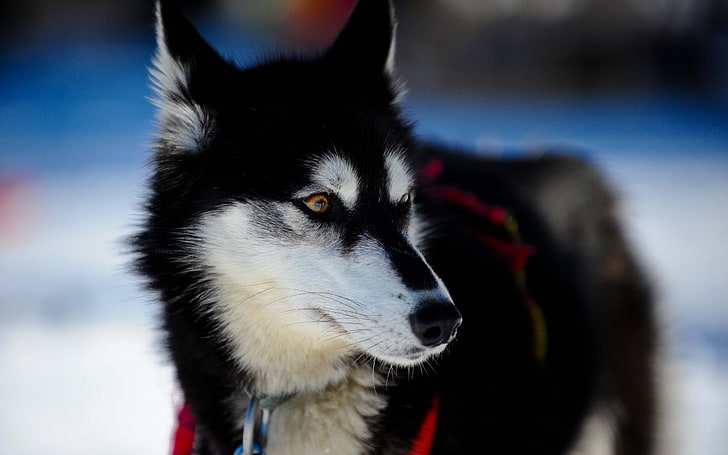 adult black and white Siberian husky, animals, dog, one animal, HD wallpaper