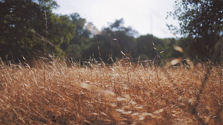 brown grass, nature, plant, growth, land, field, day, tree, tranquility