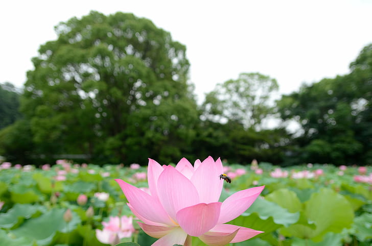 pink lotus flower field, Carpenter bee, bee  Bee, 蓮, Obu, Aichi