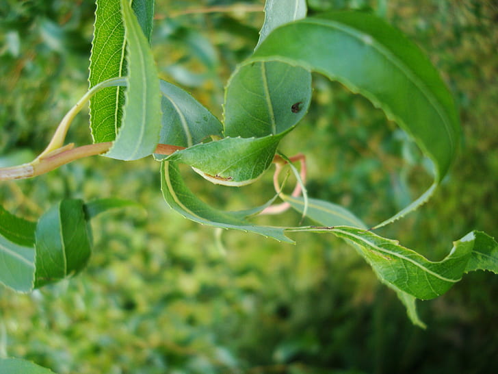 plants, leaves, green, macro, branch, blurred, outdoors