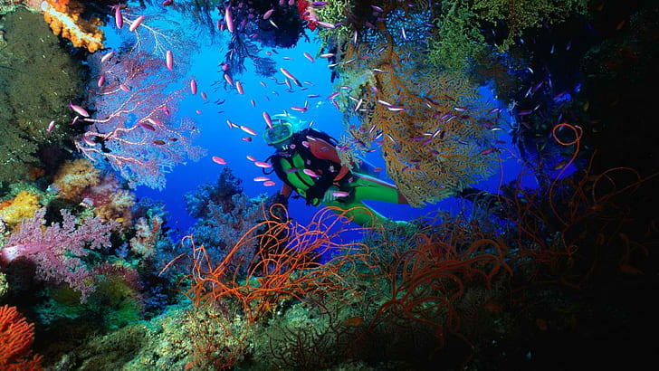 Sea Life Ocean Diver Fish Coral HD, scuba diver; school of fish