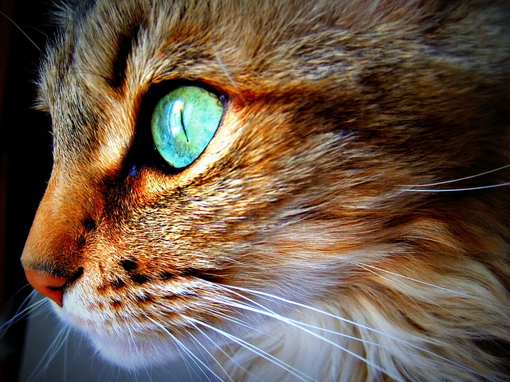 cat, face, eyes