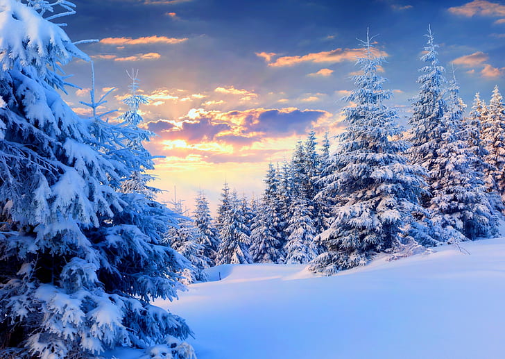 nature, landscape, snow, winter, forest, trees, sunset, pine trees
