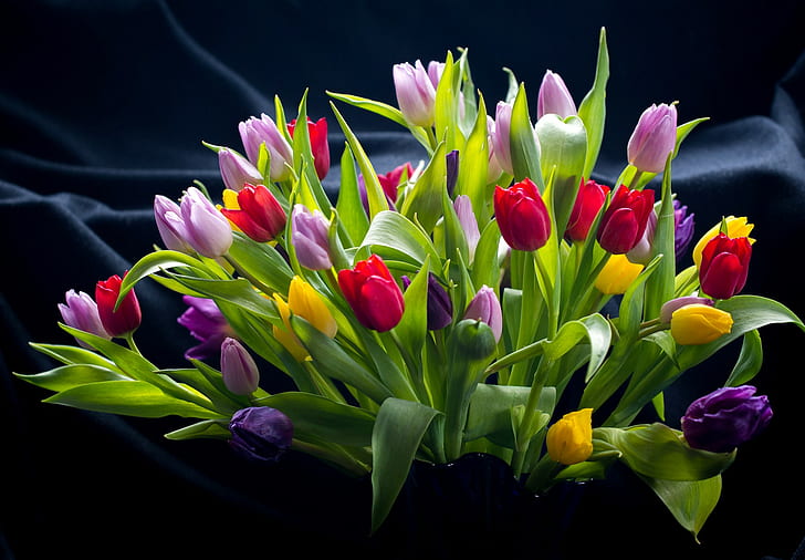 flowers, simple background, colorful, plants, leaves, tulips
