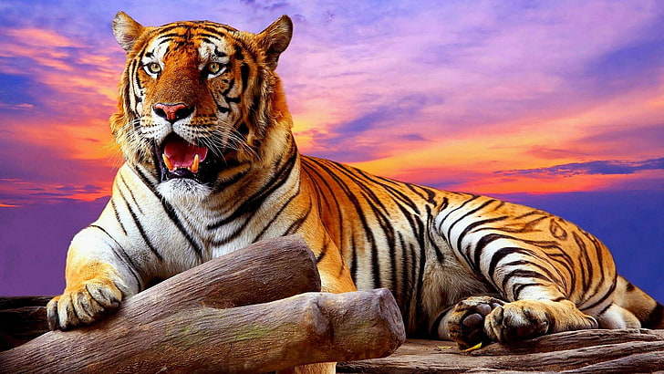 tiger, wildlife, sky, big cats, clouds, colorful, terrestrial animal