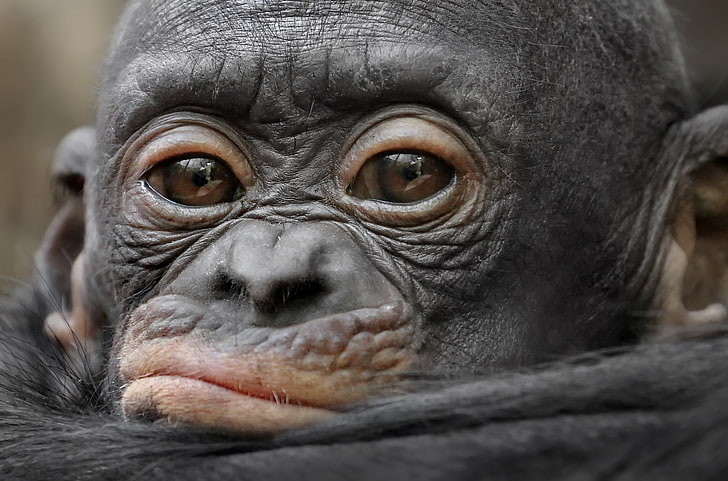 baby animals, apes, primate, animal wildlife, close-up, one animal