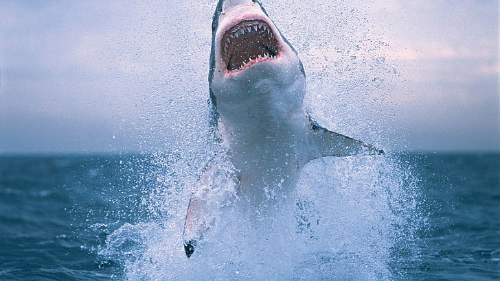 great white shark, animals, sea, water, one person, nature, motion