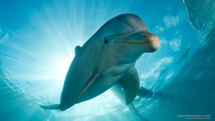 Atlantic Bottlenose Dolphin, Curacao, Ocean Life, HD wallpaper