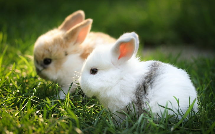 depth of field, rabbits, animals, white rabbite, grass, friends, cute, HD wallpaper