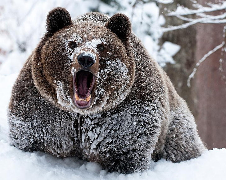 winter snow grizzly bears cocaine bears 1280x1024  Animals Bears HD Art, HD wallpaper
