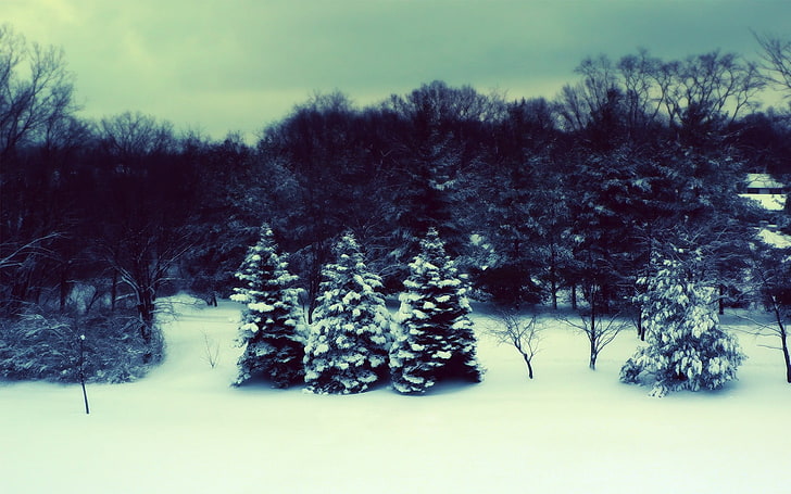 winter, landscape, trees, forest, snow, plant, tranquil scene, HD wallpaper
