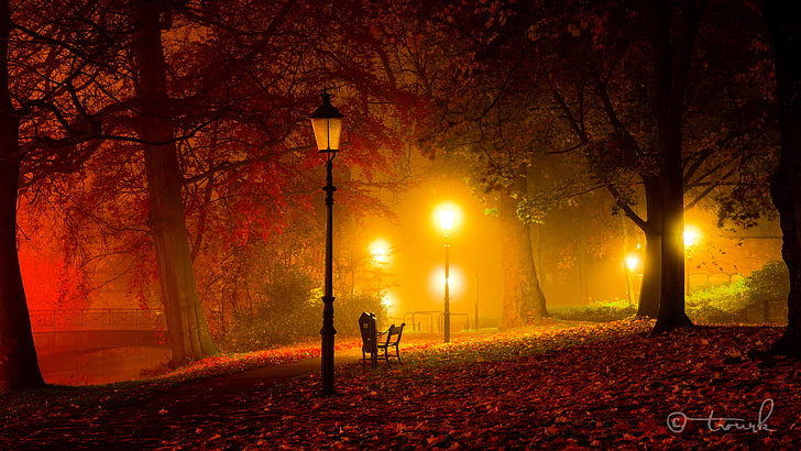 brown dried leaves and orange street lamps, autumn, light, trees, HD wallpaper