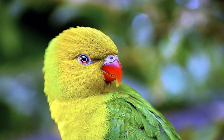 Yellow-headed Amazon parrot, green and yellow parakeet, animals