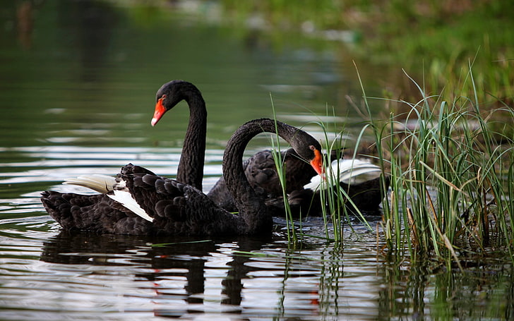 two black and white birds, swan, reeds, ripples, animals, water, HD wallpaper