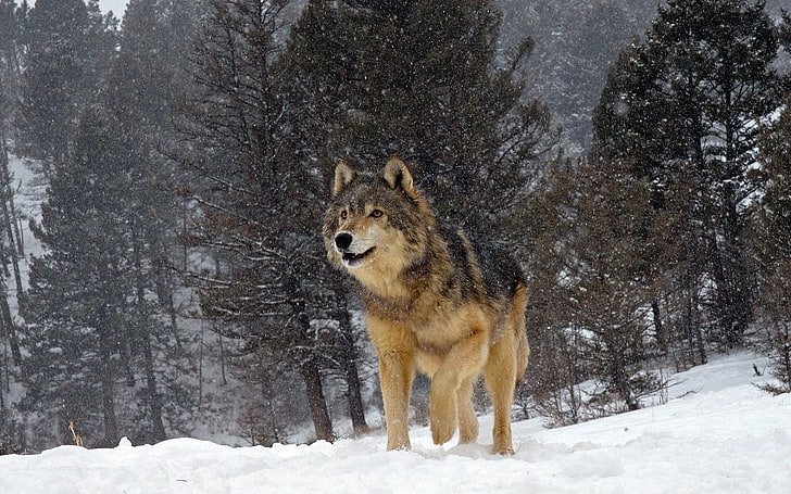 nature, animals, wolf, snow, winter, trees, forest, cold temperature