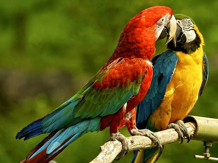 macaws, birds, parrot, wildlife, animals, animal wildlife, animal themes, HD wallpaper