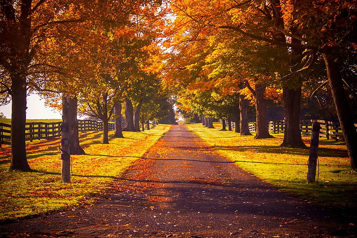 Nature, colorful, autumn, brown and green leave of trees, road, HD wallpaper