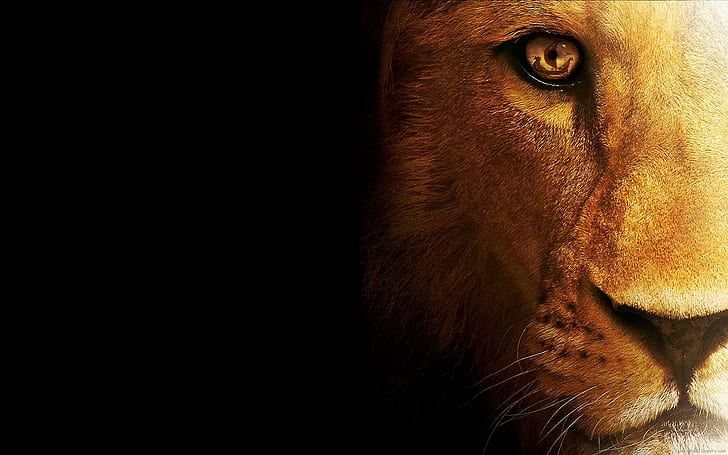 Graphic Lion head, brown lion, animal, HD wallpaper