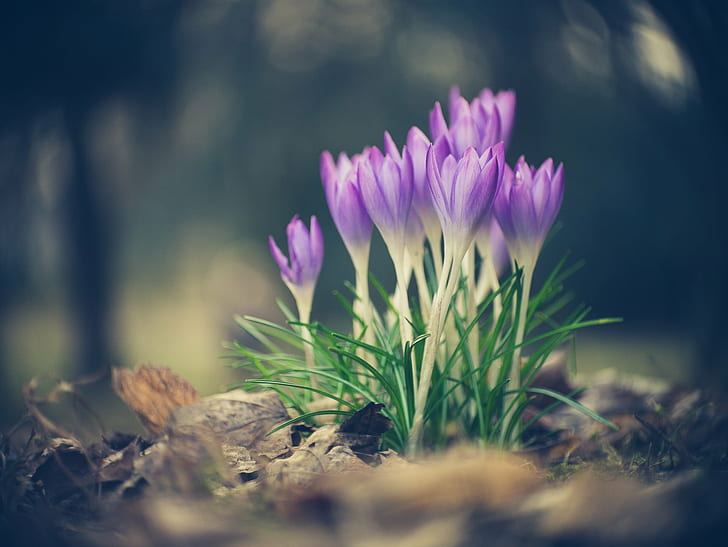 selective focus photography of purple Tulip flowers, forest, Anastigmat