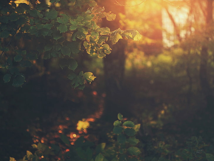 green leafed plant, photo of forest during golden hour, sunlight, HD wallpaper