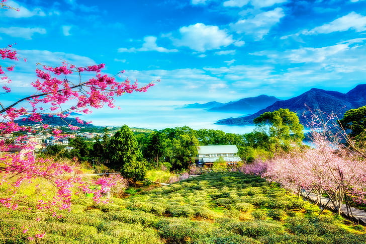 Taiwan, China landscape, spring, cherry, trees, flowers, greenery, HD wallpaper