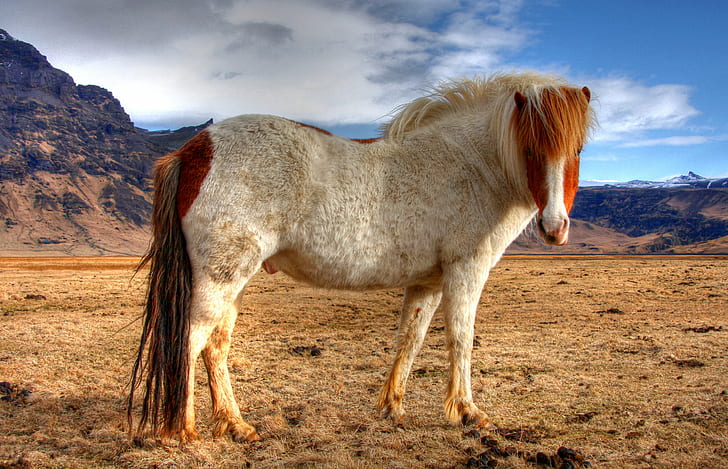 white and brown horse, caballo, caballo, El, lo mejor, de, islandia, HD wallpaper