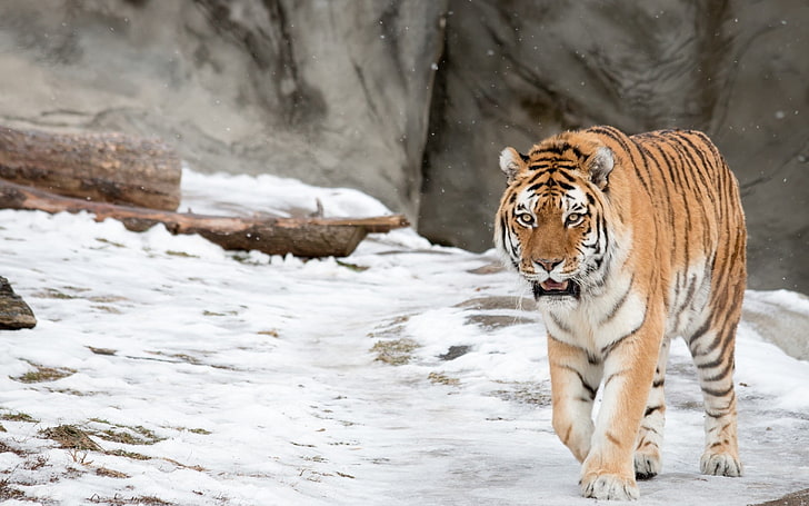 tiger, animals, snow, winter, nature, animal themes, one animal