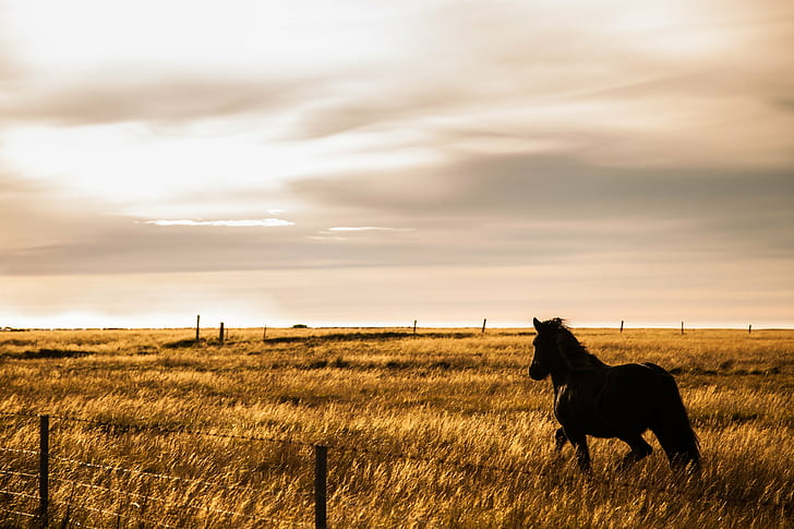 silhouette photo of horse on grass field, libre, iceland, horses