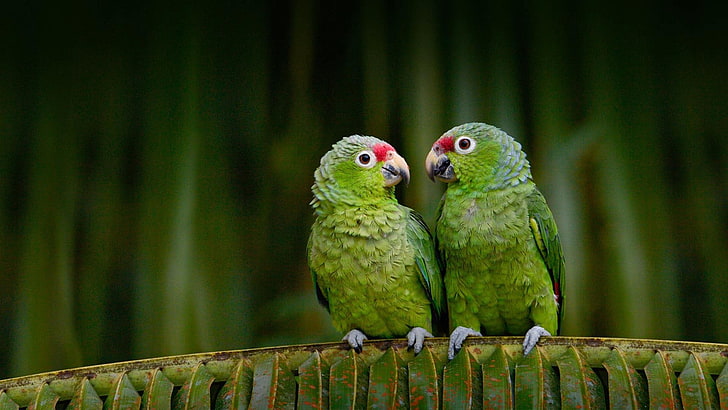 parrot, parrots, birds, animals, cute, couple, HD wallpaper