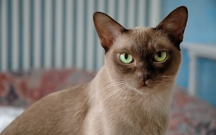 British Burmese Cat, siamese cat, green eyes, alert, HD wallpaper