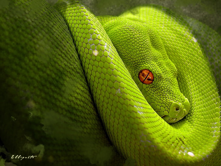 animals, snake, reptiles, python, one animal, green color, animal themes