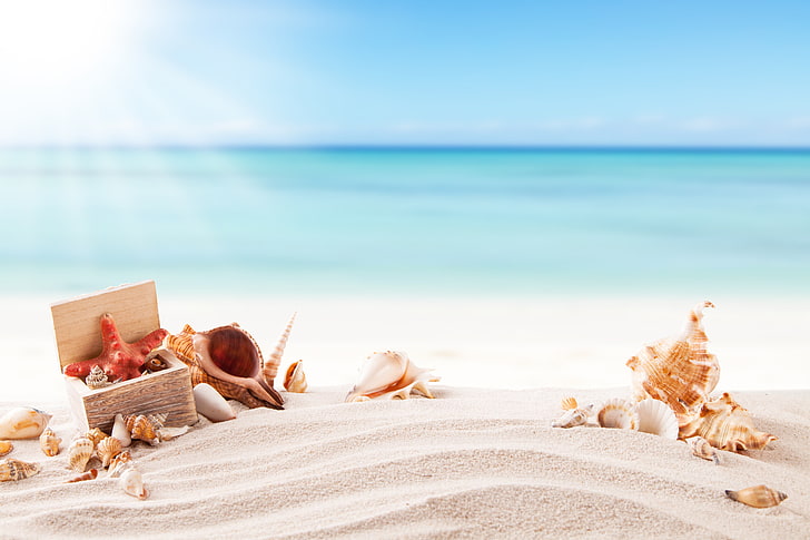 brown and white seashells on white sand near blue sea, beach