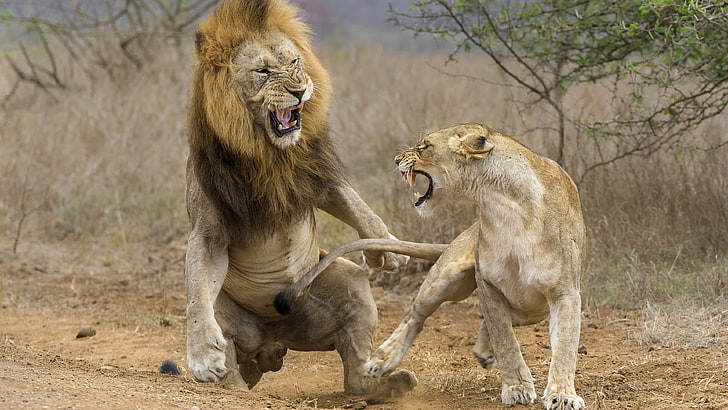 HD wallpaper: fight, lions, wildlife, mammal, terrestrial animal, wild  animals | Wallpaper Flare