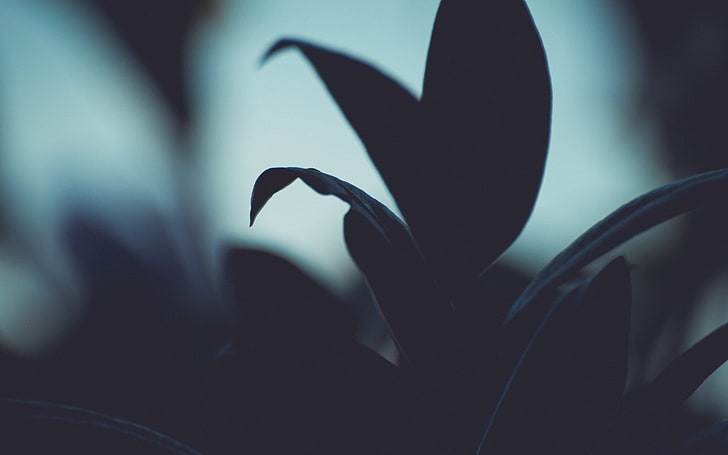 silhoutte photography of flower, nature, plants, macro, leaves, HD wallpaper