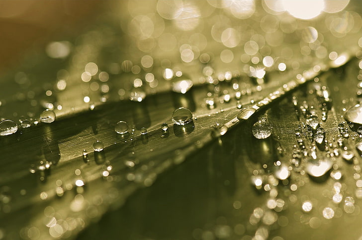 droplets of water, green leaf with water dew, leaves, water drops