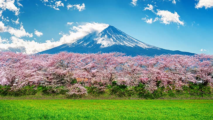 cherry, spring, Japan, Sakura, flowering, mount Fuji, landscape, HD wallpaper
