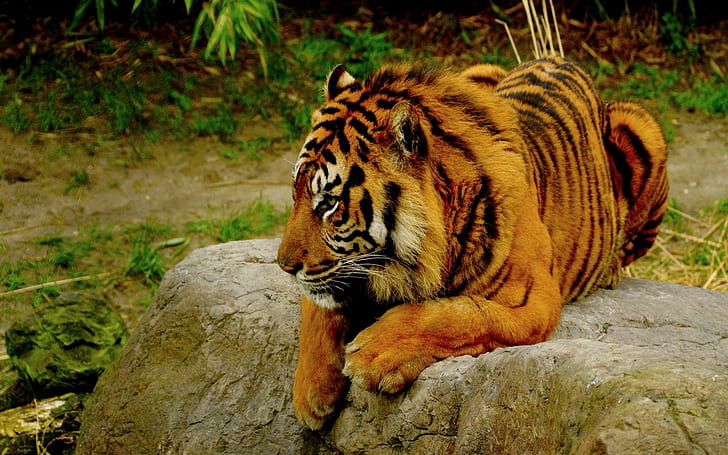 Relaxing Bengal Tiger, brown and black tiger, wild, animals, HD wallpaper